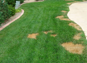 this is how the lawn looked like before our The Woodlands sprinkler installation team was called