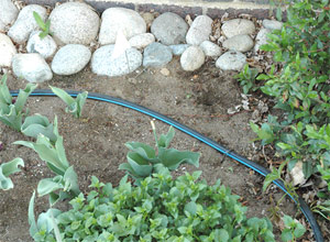 a drip line installed by our The Woodlands irrigation installation team